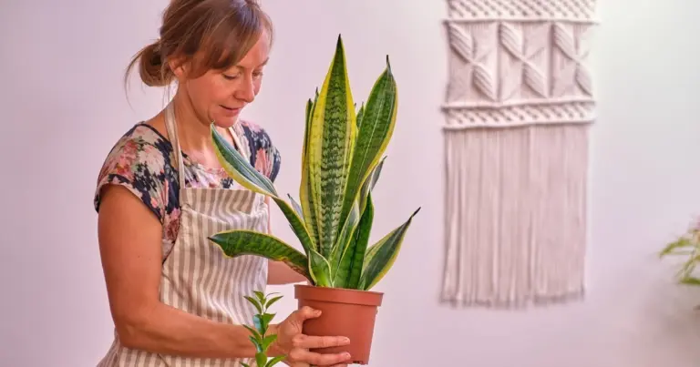Dlaczego liście monstery żółkną? Prosty trik, który je uratuje