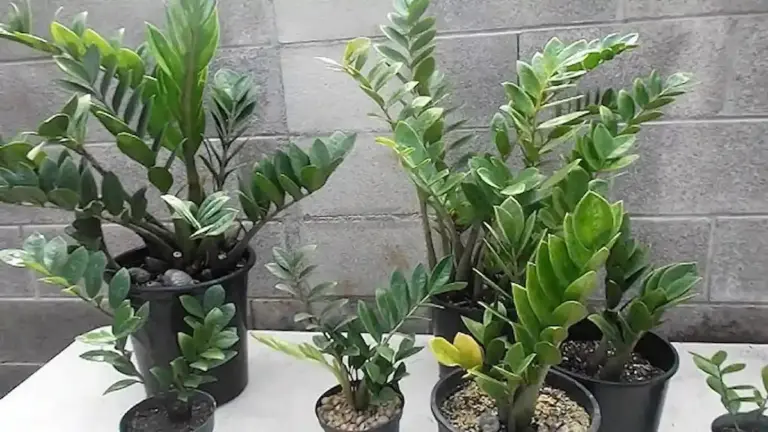 Dlaczego Twoja Zamioculcas marnieje? 5 pułapek, w które wpadasz jesienią