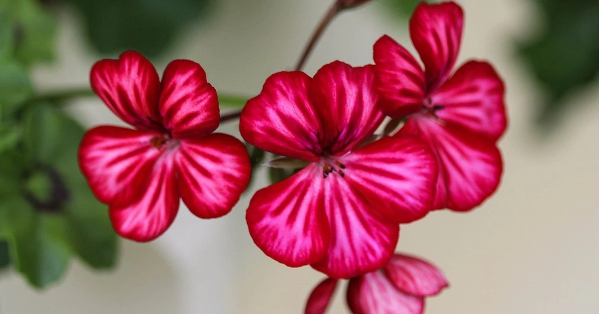 Domowy sposób na kwitnące pelargonie: sekretny składnik za grosze ożywi Twoje rośliny