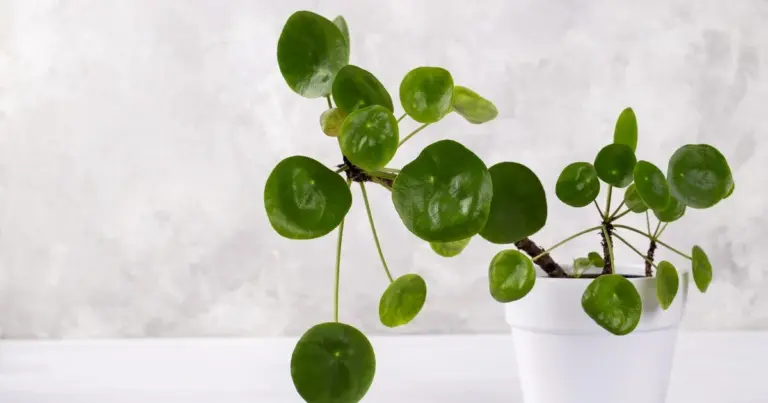Pilea peperomioides: Sekretny towarzysz domowego bogactwa i szczęścia dla dobrych ludzi