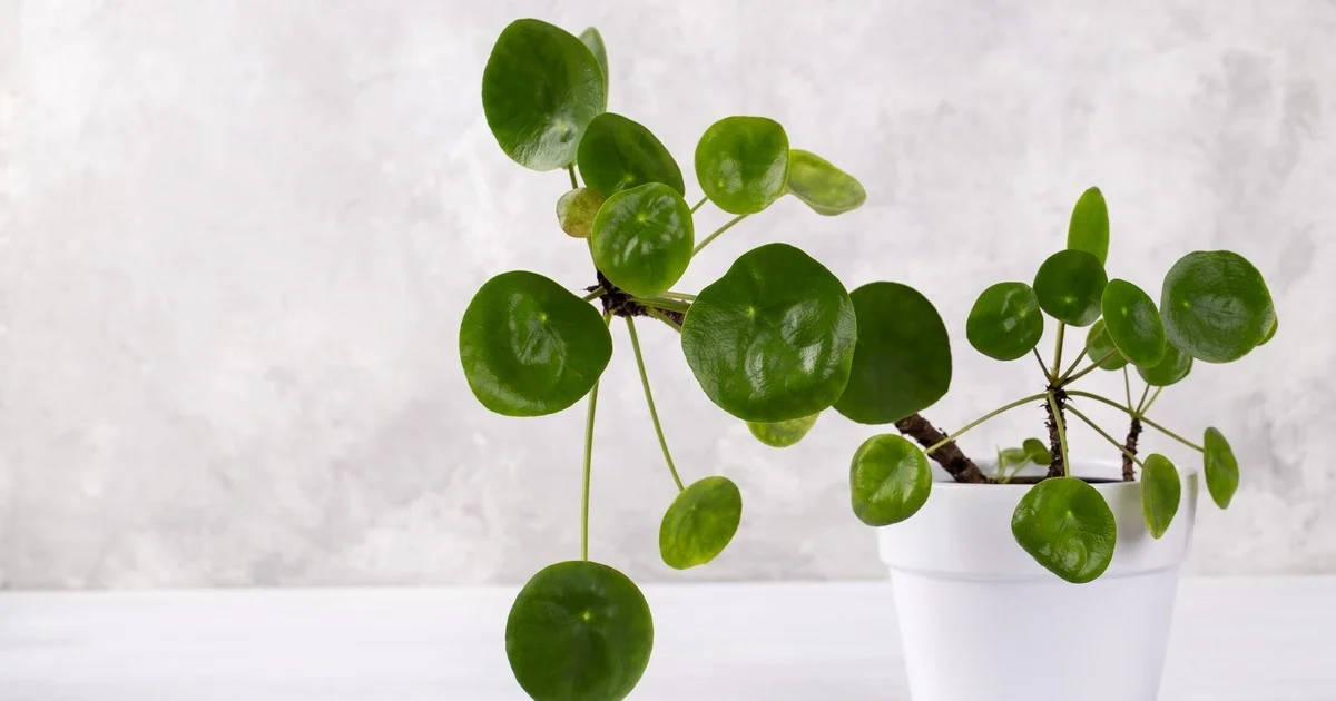 Pilea peperomioides: Sekretny towarzysz domowego bogactwa i szczęścia dla dobrych ludzi