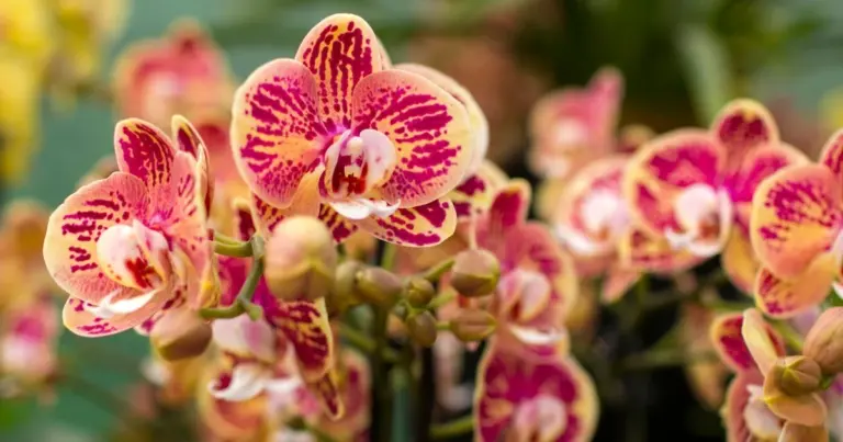Sekret twojej teściowej? Orchidea w sypialni odmieniła jej życie i oczyszcza powietrze