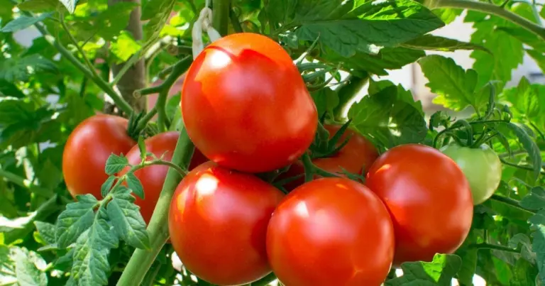 Dlaczego ogrodnicy posypują pomidory sodą oczyszczoną? Efekt cię zaskoczy