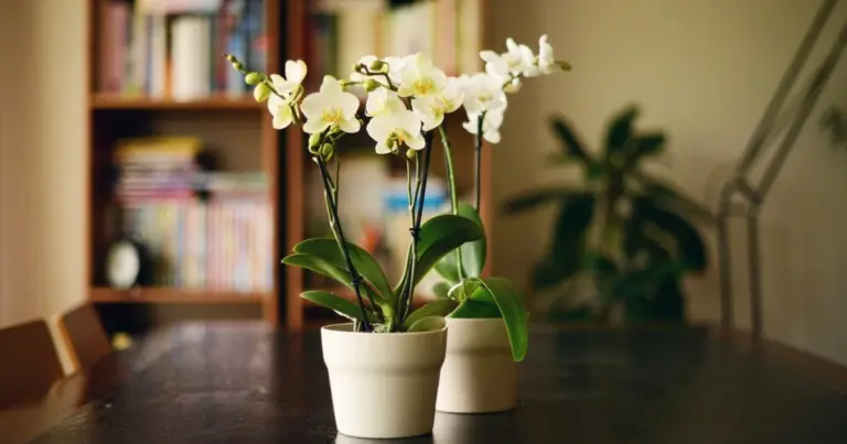Orchidea zaczyna więdnąć? Oto 5 sprawdzonych sposobów, by ją uratować