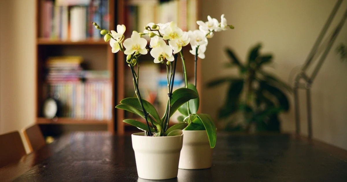 Orchidea zaczyna więdnąć? Oto 5 sprawdzonych sposobów, by ją uratować