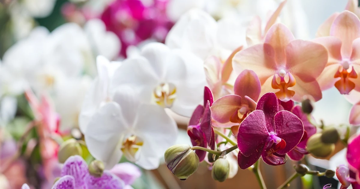 Orchidea żółknie i więdnie? Te witaminy przywrócą jej blask w kilka dni