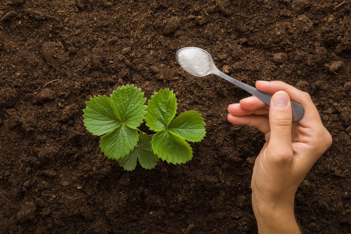 Pięć łyżek cukru i szklanka drożdży: sekret bogatej plantacji truskawek, którą każdy pomija