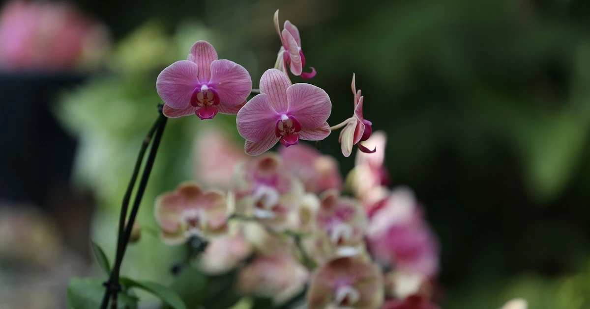 Spezl w kuchni uratuje Twoją orchideę. Ten jeden przypraw pozbywa się białej pleśni
