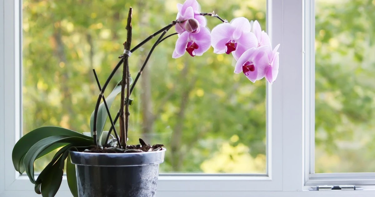 Tajny trik z apteki przywróci Twojej orchidei intensywny kolor. Liście przestaną żółknąć w 24 godziny.
