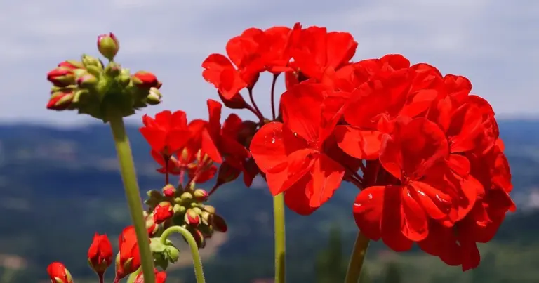 5 błędów w pielęgnacji pelargonii, przez które żółkną i marnieją