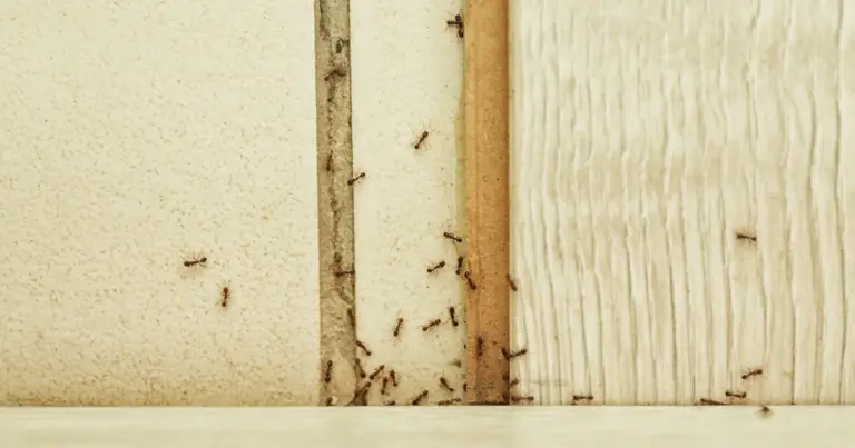 9 naturalnych sposobów na pozbycie się mrówek z domu – sprawdzone triki