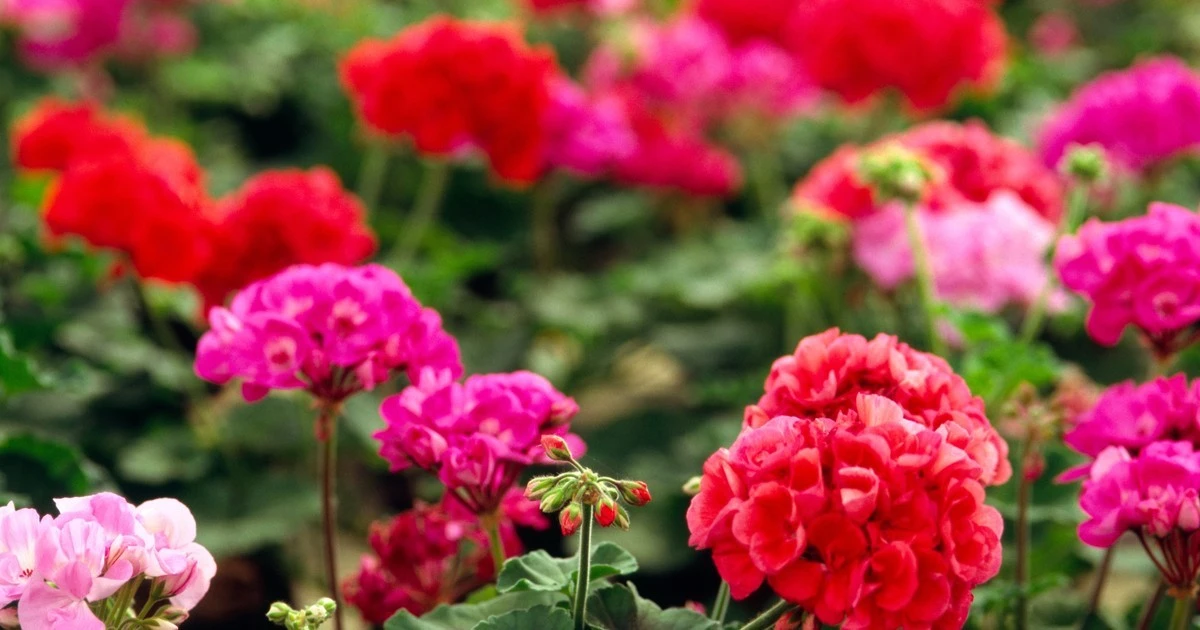 Babcia zdradziła sekret: Zastosuj ten trik z pelargoniami, a po tygodniu nie uwierzysz w efekt