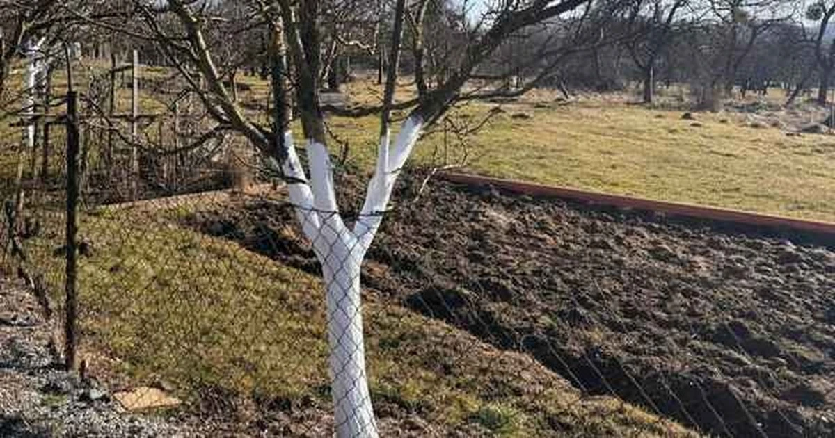 Białe pnie drzew owocowych: ostatnia szansa na uratowanie ich przed mrozem. Zrób to teraz!