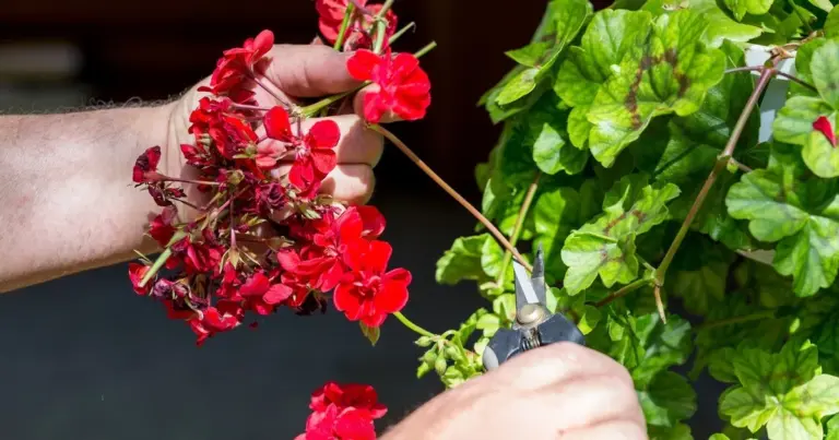 Co zrobić jesienią z pelargoniami? Ten trik zdradził mi ogrodnik, a ja dzielę się nim z Wami