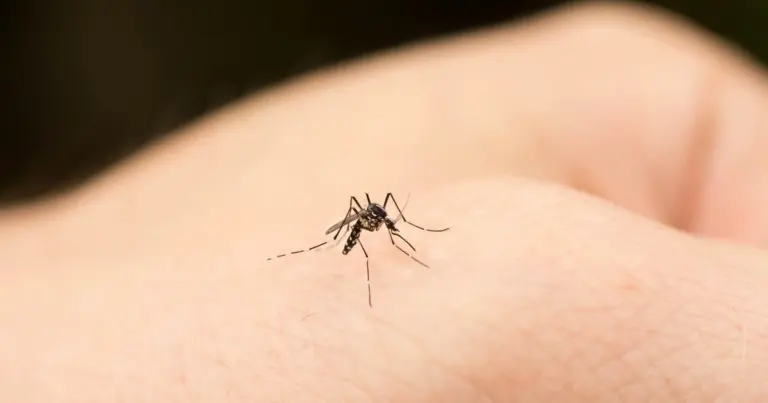 Csípések, które świadczą o czymś więcej. Kiedy ukąszenie owada to powód do pilnej wizyty u lekarza?