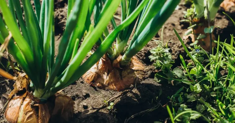Dlaczego cebule mojego dziadka zawsze były piękne? Zdradził sekret obfitych plonów
