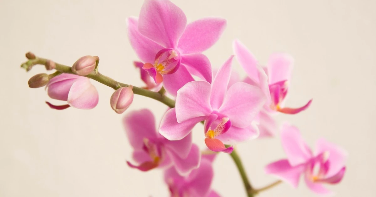 Dlaczego moja teściowa podlewa orchidee wodą z czosnkiem? Efekt mnie zaskoczył!