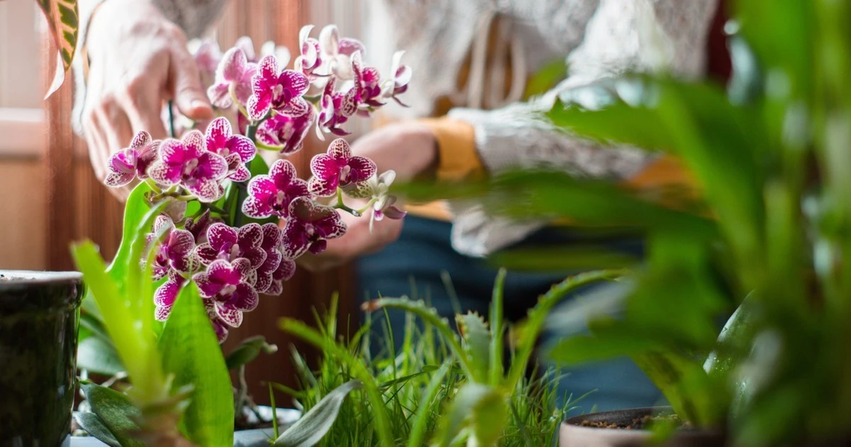 Dlaczego Twoja orchidea nie kwitnie? Poznaj 4 sekrety, które sprawią, że będzie miała nawet 20 kwiatów!
