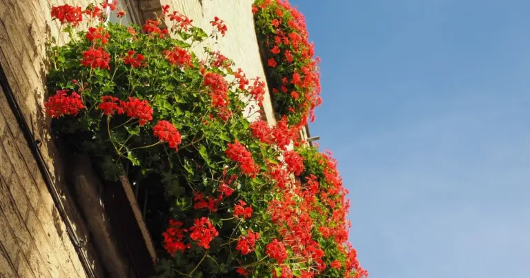Dlaczego Twoje pelargonie nie kwitną obficie? Oto sekret szczęśliwych kwiatów po latach prób