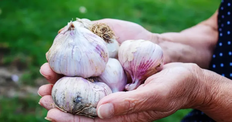 Domowa uprawa czosnku: Potrzebujesz tylko plastikowej butelki