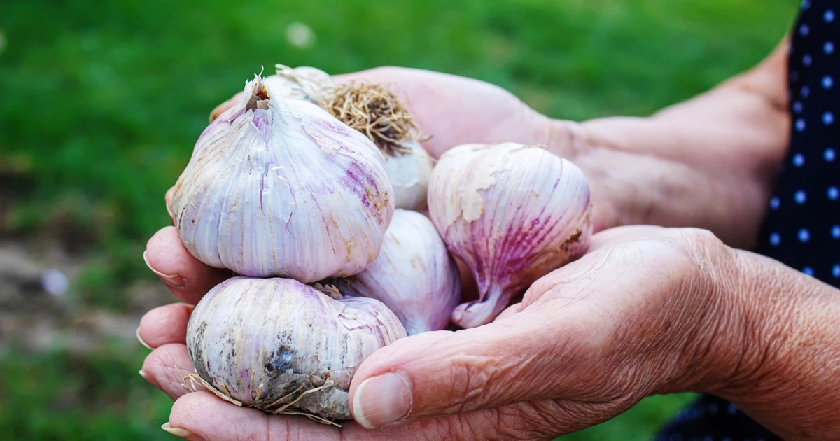 Domowa uprawa czosnku: Potrzebujesz tylko plastikowej butelki