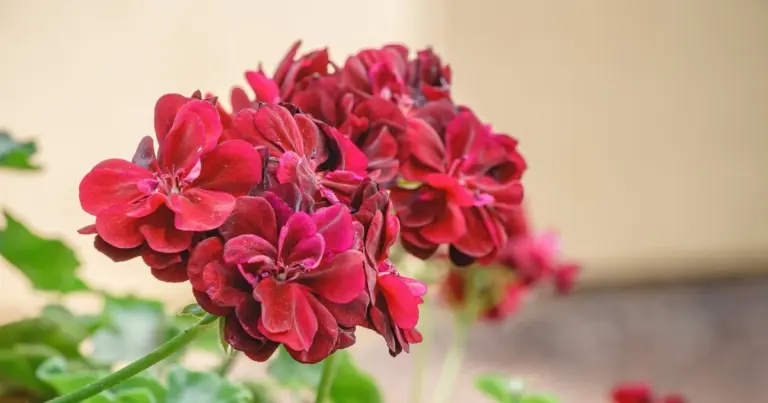 Domowe odżywka, która przywróci życie więdnącym pelargoniom