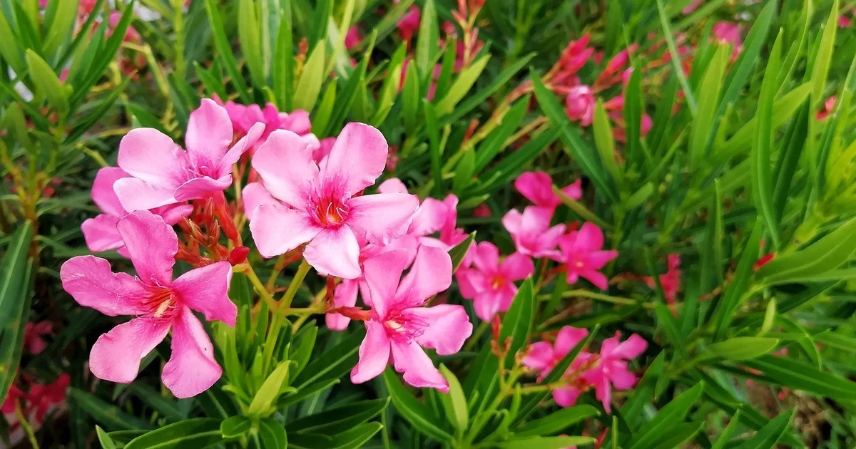 Ekspert zdradza: Jak pielęgnować oleander, by zachwycał obfitym kwitnieniem