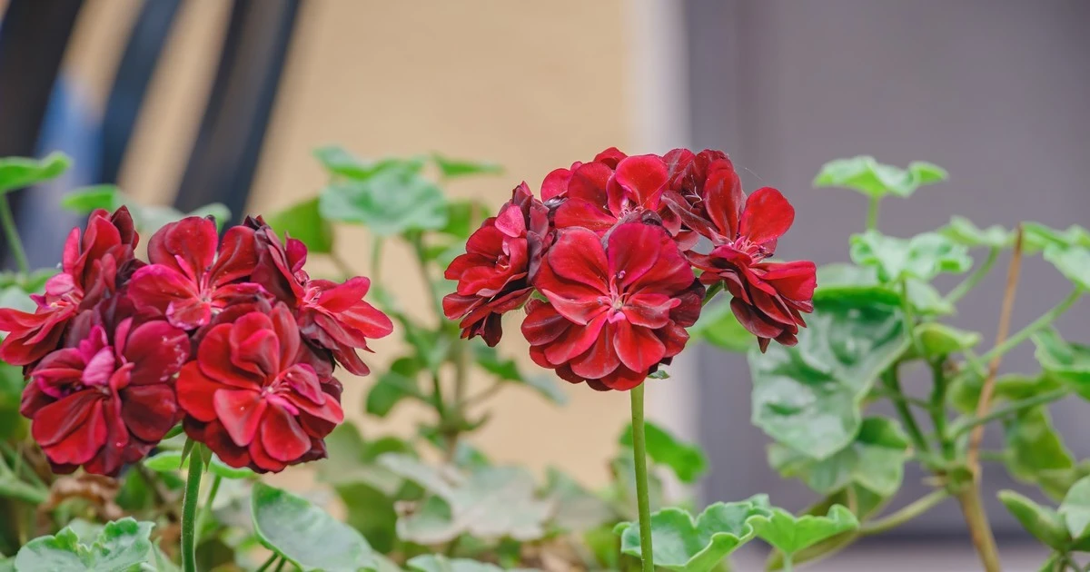 Jak przezimować pelargonie, by kwitły dwa razy obficiej wiosną