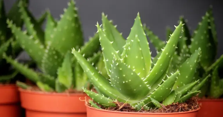 Jak uratować aloes, gdy liście stają się miękkie i przezroczyste? Ogrodnik zdradza 3 błędy hobbystów
