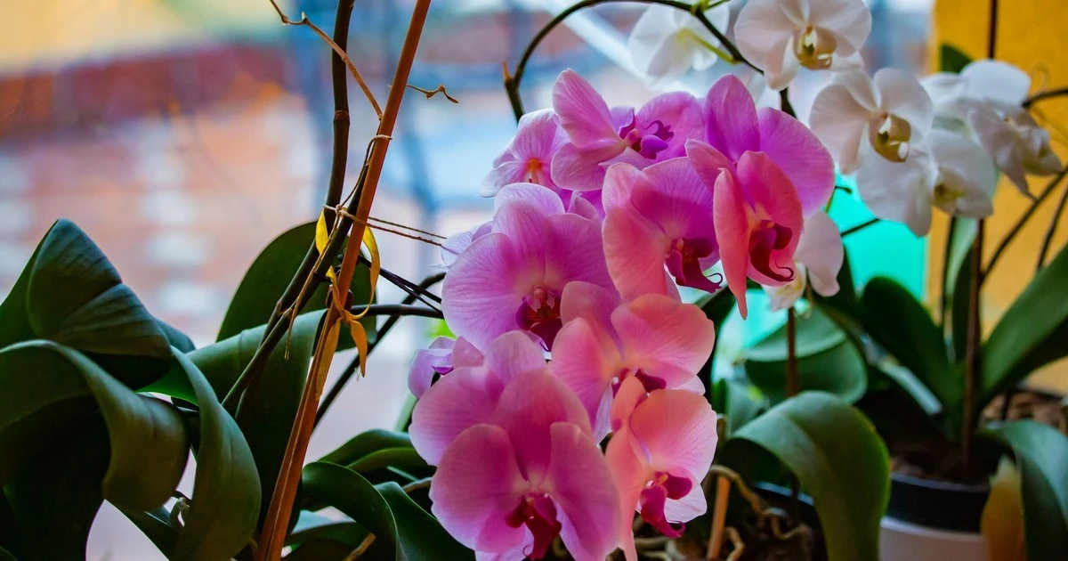 Jak uratować więdnącą orchideę? 5 kroków, by znów kwitła obficie