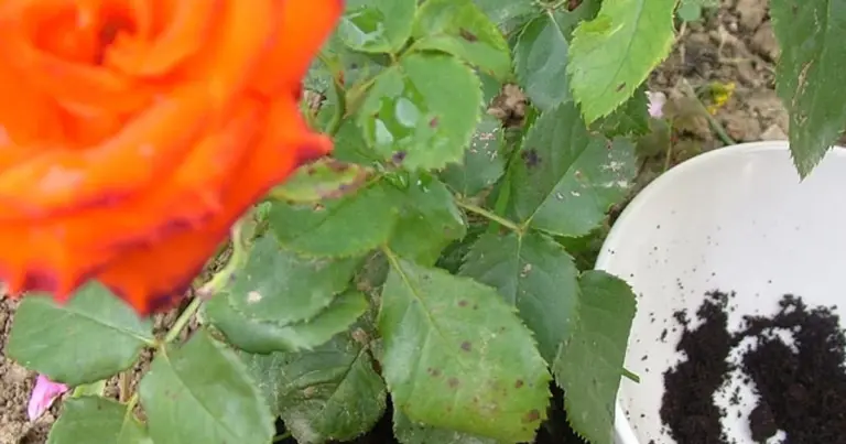 Kawa czy nawóz? 3 sekrety mielonej kawy, które odmienią Twoje rośliny