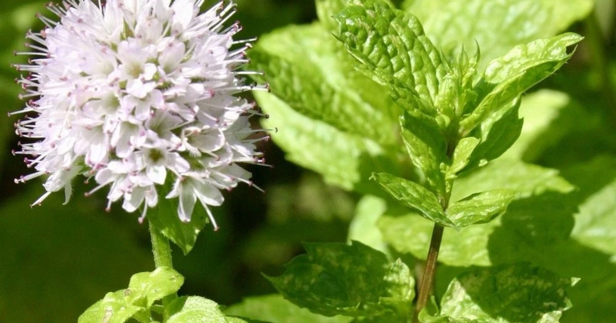 Mięta pieprzowa w domu: Naturalny sposób na pozbycie się pająków, myszy i insektów
