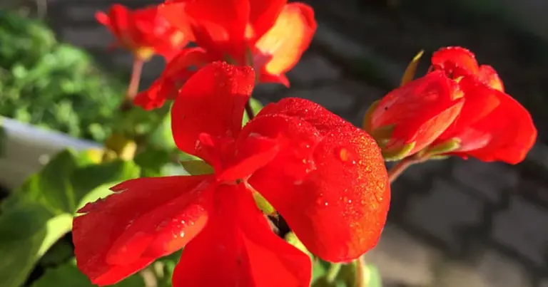 Nie daj im zamarznąć! Pewne 4 sposoby na uratowanie pelargonii przed przymrozkami