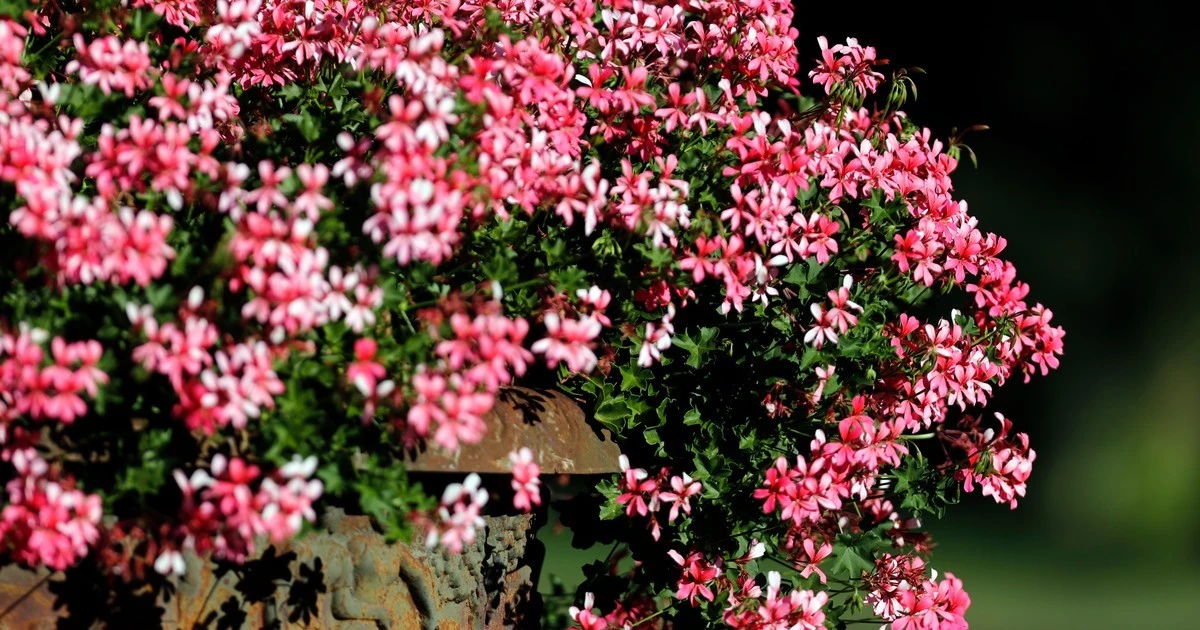 Nie daj rdzy zniszczyć Twoich pelargonii! Sekret teściowej na ratunek