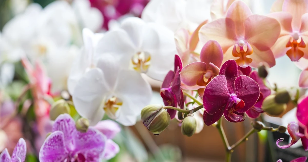 Orchidea, która gnije, nagle zasypana kwiatami. Wystarczyła jedna prosta sztuczka
