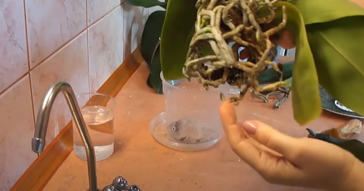 Orchidea umiera? 5 sekretnych sposobów, by ją uratować, gdy więdnie i żółknie