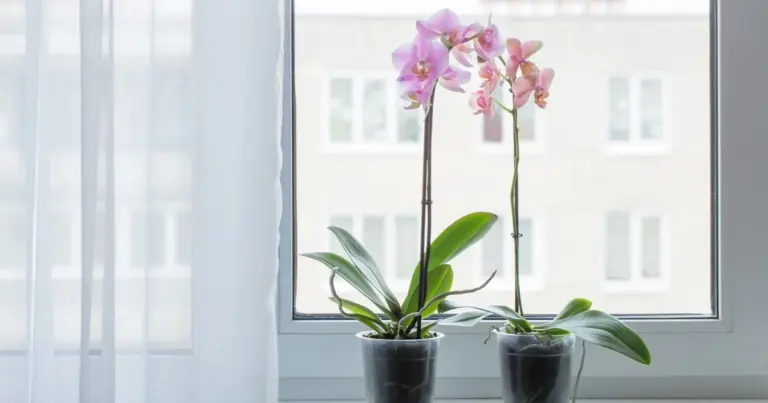 Orchidea zimą: 3 sekrety pielęgnacji, o których mało kto wie