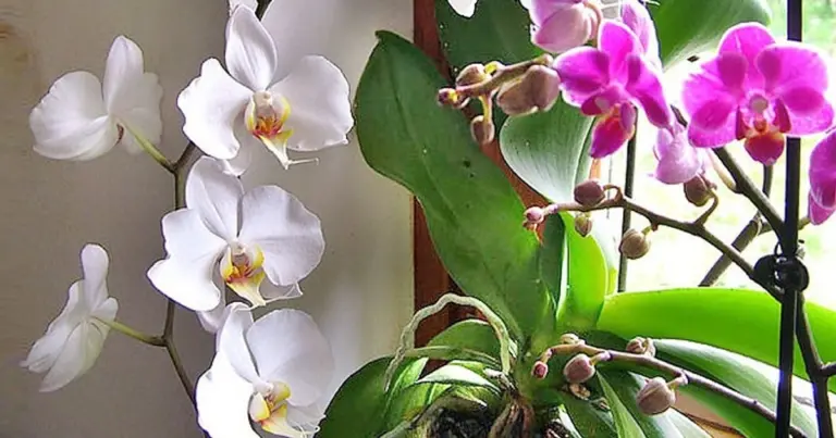 Oto sekret zimowej pielęgnacji orchidei, o którym mało kto wie