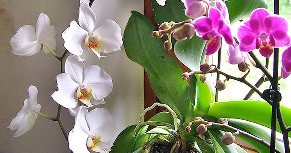 Oto sekret zimowej pielęgnacji orchidei, o którym mało kto wie