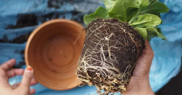 Papier do muffinek: sekret ogrodników, dzięki któremu kwiaty rosną i nie żółkną