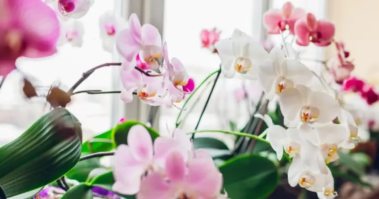 Przyprawa z kuchni, która sprawi, że Twoja orchidea zakwitnie jak nigdy dotąd
