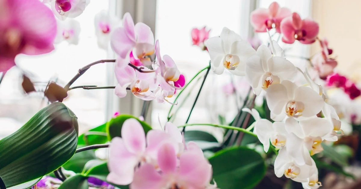 Przyprawa z kuchni, która sprawi, że Twoja orchidea zakwitnie jak nigdy dotąd