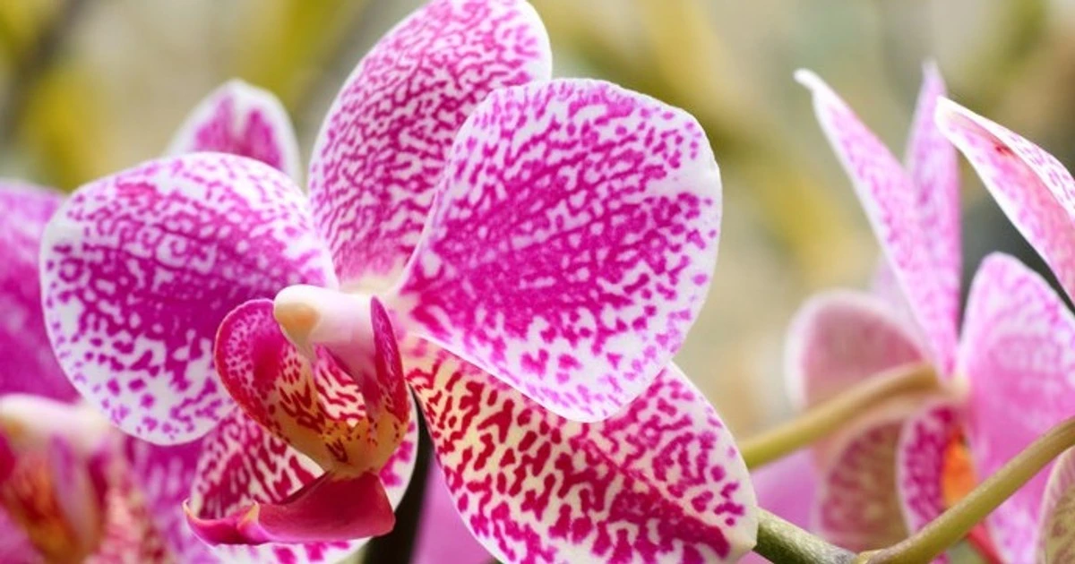 Sekret kwitnącej orchidei: Poznaj 6 kluczowych zasad, by cieszyć się kwiatami cały rok