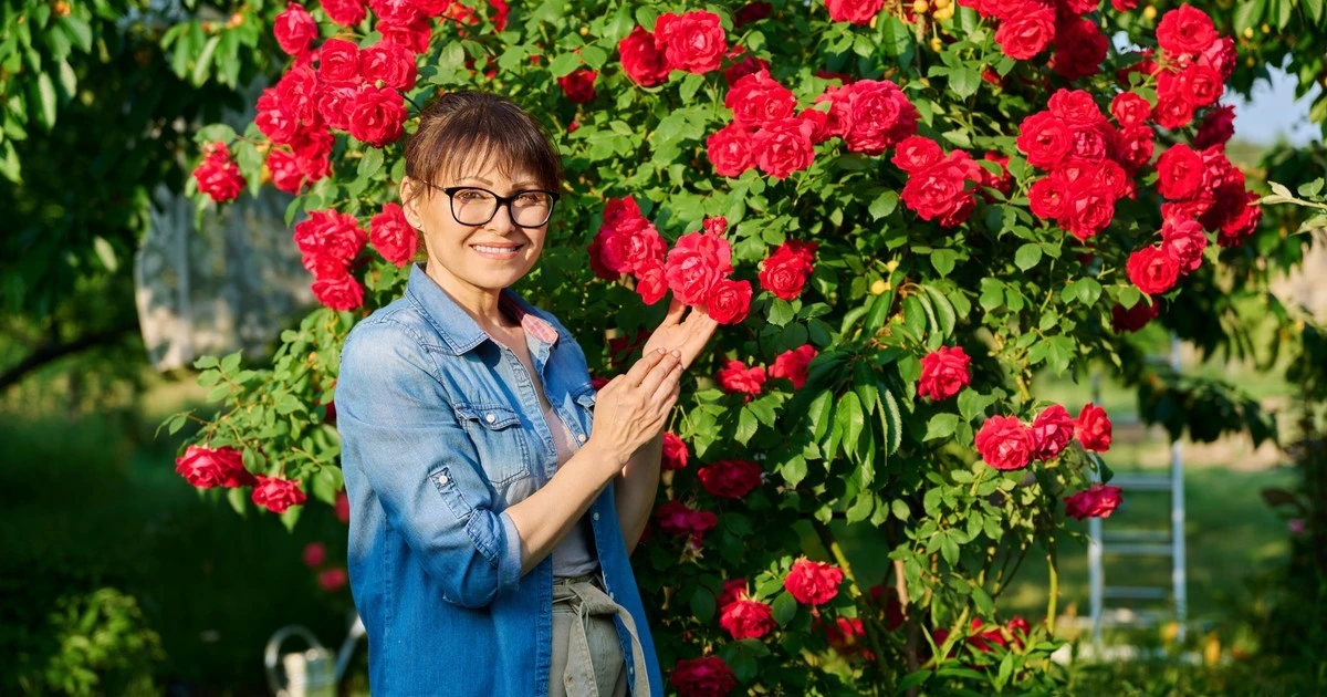 Sekretne metody hodowców róż, by pozbyć się białego nalotu i uratować liście.