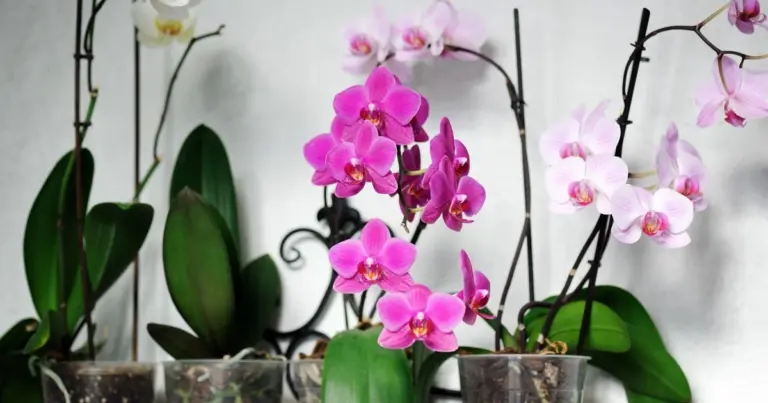 Sekretny trik z doniczką orchidei: W kilka dni obsypana kwiatami