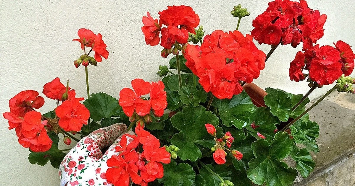 Sekret ogrodnika: Ta jedna rzecz na ziemi sprawia, że pelargonie kwitną jak szalone