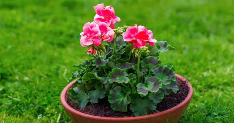Szukasz sposobu na mnożenie pelargonii? Mój znajomy ogrodnik zdradza, co robić wiosną
