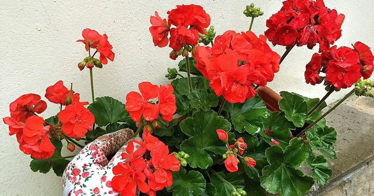 Tajemnica tysięcy kwiatów pelargonii: Ten jeden prosty krok zapewni Ci wiosną prawdziwy ogród kwitnących cudów!