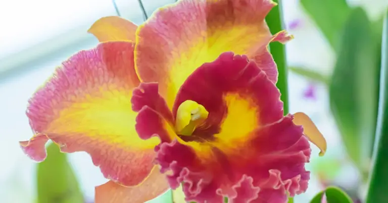 Ten jeden trik uratuje Twoją więdnącą orchideę. Oto jak przywrócić jej życie