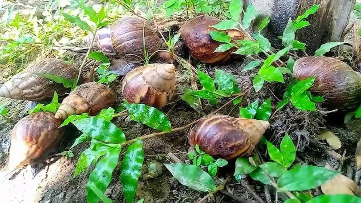 Trzy zaskakujące sposoby na pozbycie się ślimaków z ogrodu